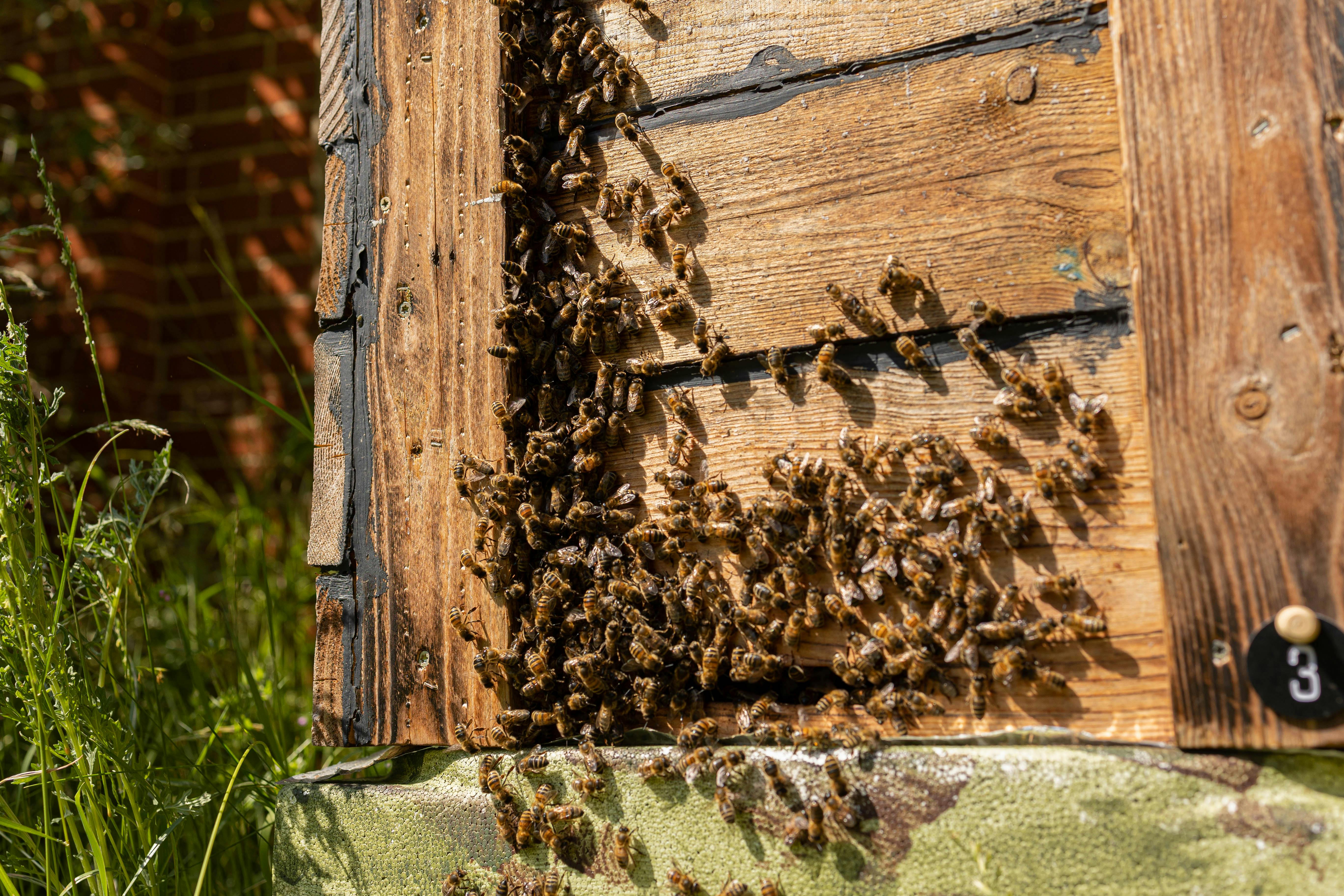 bienenstock