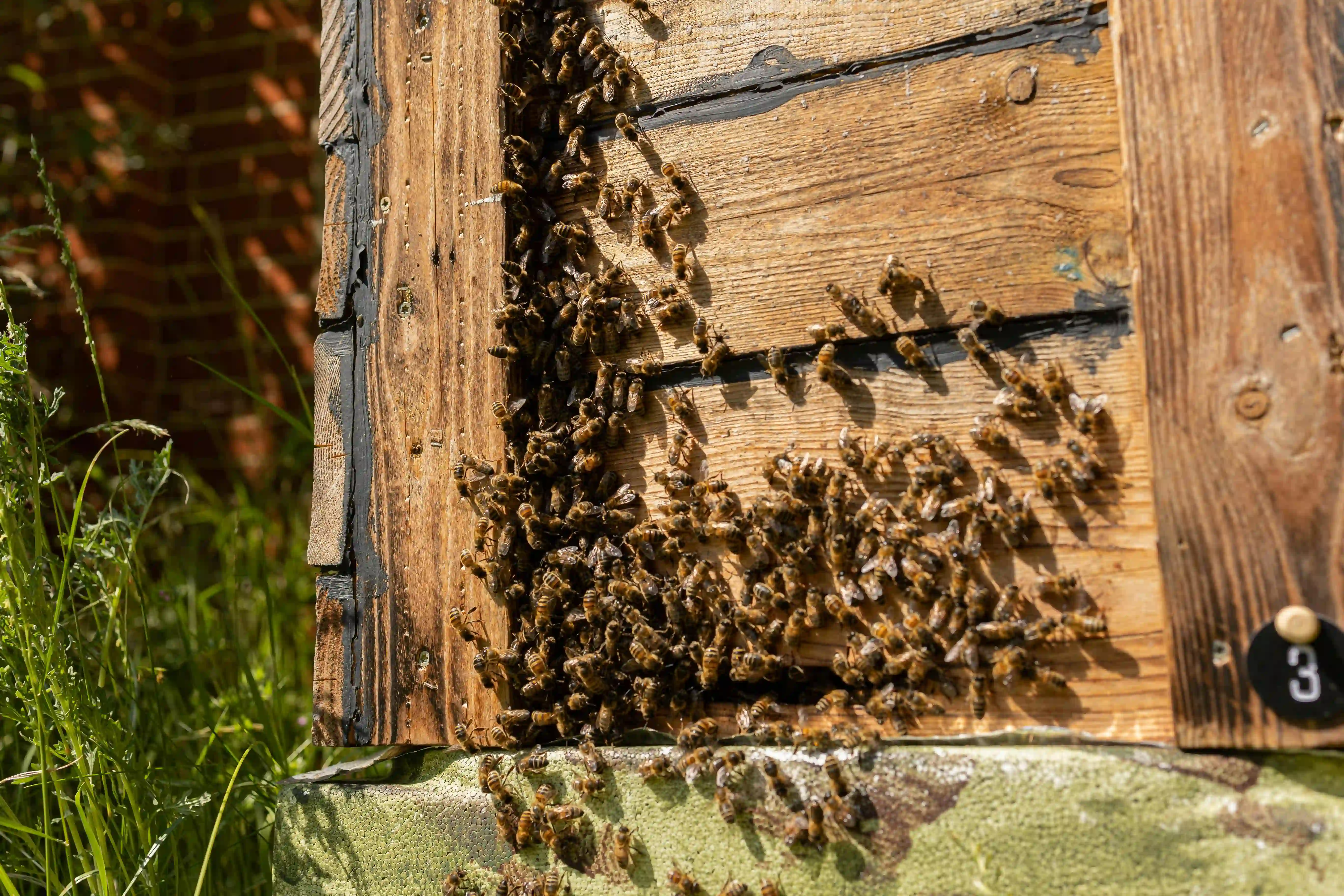 bienenstock